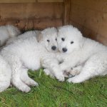 I cuccioli di Brienne